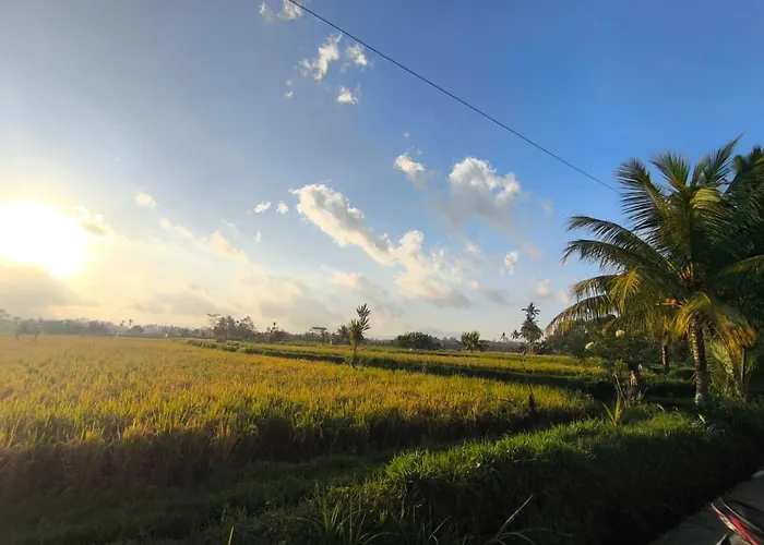 Gunung Gelagah Ricefield View By Eps Ubud